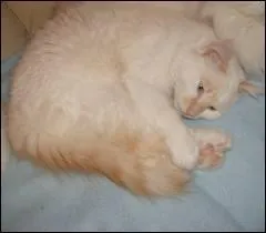 Quelle est l'espérance de vie moyenne du chat ?