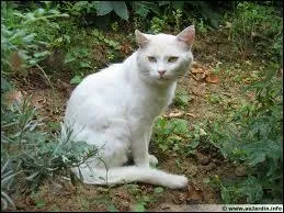 À quelle famille le chat appartient-il ?