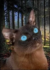 Que sont les vibrisses ?