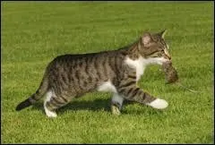 Pour la chasse, le chat ne se sert pas beaucoup de :