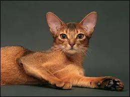 La chatte abyssine a la réputation :