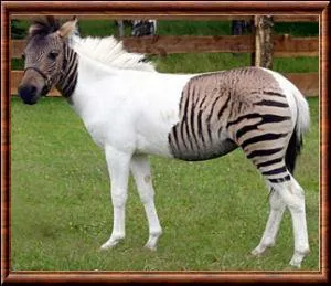 Un vrai ou faux. Le zébrule est un animal hybride issu du croisement entre un zèbre et une jument ?