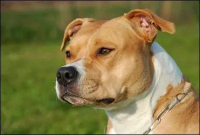 Quelle est la race de ce chien ?