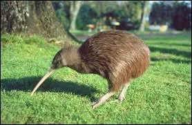 Quel est cet animal ?