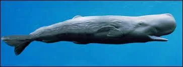 Quel est cet animal ?