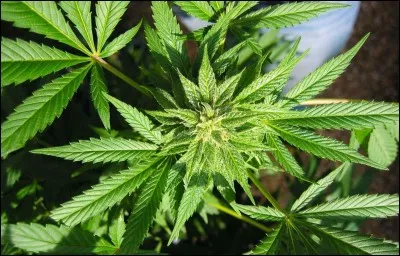 Quelle est la molécule psycho-active contenu dans le Cannabis ?