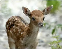 Je joue dans "Bambi", mon amie Panpan et moi adorons jouer, je suis :