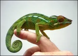 Je suis dans "Raiponce", je suis un caméléon mais je n'ai pas le nom d'un caméléon. Quel est mon nom ?