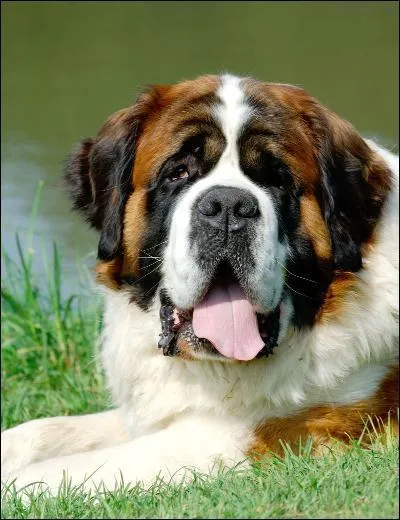 Je suis un chien, un Saint-Bernard, je joue dans un film ou un dessin animé. Quel est le titre ?