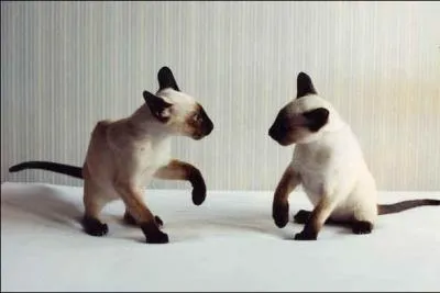 Vous nous reconnaissez ? Les 2 surs siamoises.