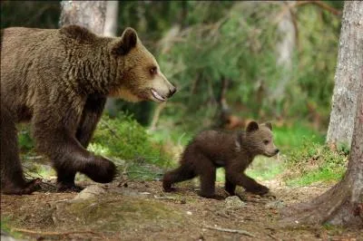 Salut, salut. c'est nous Koda et Kenai. Tu te rappelles ? Alors voyons...