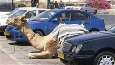 Trouvez le pays où ces animaux sont le plus nombreux et vous trouverez le film !