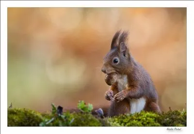 Trouvez le titre de ce film d'animation, et vous ne passerez pas pour un gland !