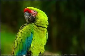 Quelle est cette race ?