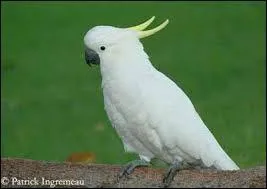 Quelle est cette race ?