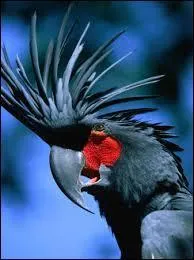 Quelle est cette race ?