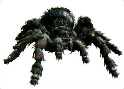 Combien de Black Tiger au maximum peut-on rencontrer dans ce jeu ?