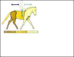 Comment diviser en trois parties un cheval ?