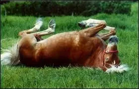 Le cheval est....