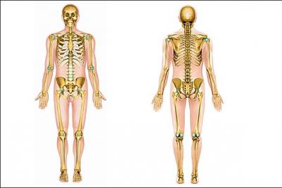 Combien d'os un humain n'étant pas un bébé possède-t-il ?