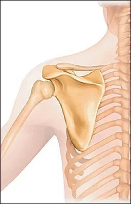 Comment s'appelle cette articulation ?