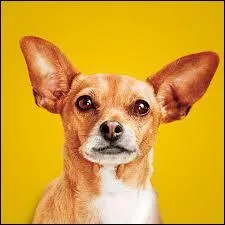 Sur quel "réseau social" Pedro est-il inscrit ?