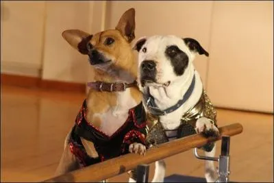 Comment appelle-t-on une fête qui célèbre les quinze ans d'une jeune fille ?