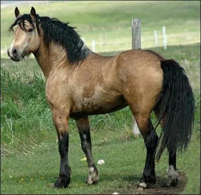 Quelle est la race de ce cheval ?