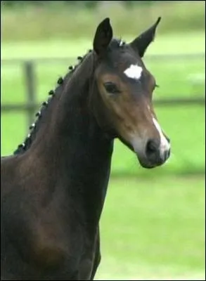 Ce poulain est de race :