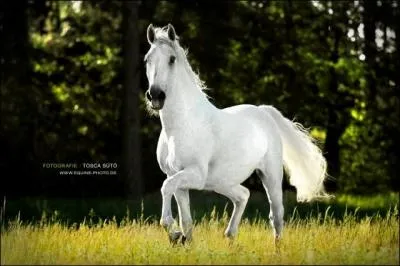 De quelle race est ce cheval ?