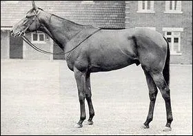 Ce célèbre étalon pur-sang anglais s'appelle :