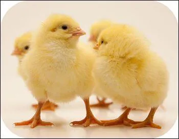 Jour 10. Local où se fait l'incubation des ufs par des poules, des dindes (etc.) couveuses ou par des incubateurs.