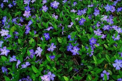 Jour 11. Plante couvre-sol à feuillage persistant qui fleurit au printemps.