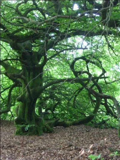 Jour 14. Grand arbre à écorce mince, lisse, de couleur gris noirâtre mais souvent recouverte d'une fine couche de lichens qui donne au tronc une teinte gris argenté.