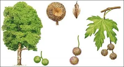 Jour 2. Grand arbre, qui peut atteindre trente mètres, souvent planté en ligne au bord des routes.