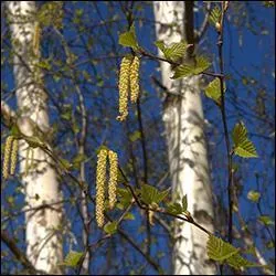 Jour 7. Arbre à écorce blanche écaillée dont les fruits sont des cônes allongés de dix centimètres de long.