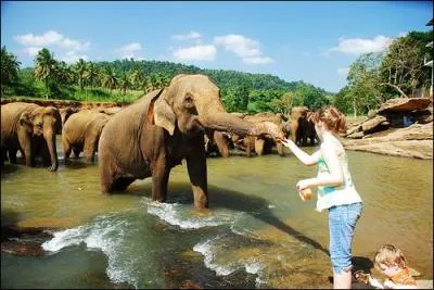Comment s'appelle cette île qui possède un orphelinat pour éléphants nommé "Pinawella" ?
