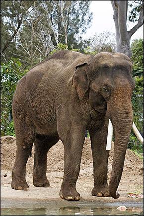 Quel nom donne-t-on à ce type d'éléphant ?