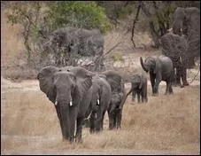 Une horde d'éléphants est menée par :