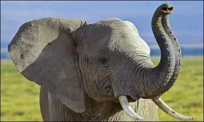 Lorsqu'un éléphant tient sa trompe de cette manière cela veut dire qu'il est ...