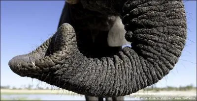 Combien de muscles possède une trompe d'éléphant ?