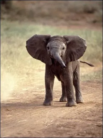 Un éléphanteau a l'habitude de :