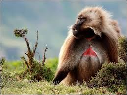 Animaux - De quelle espèce ce grand singe est-il un représentant ?