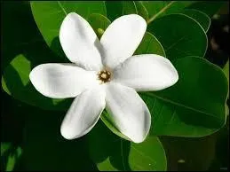 Voyages - Quelle destination devez-vous prendre pour pouvoir humer le parfum de cette fleur de Tiaré ?