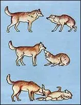 Je peux être dominé ou dominant. Qui suis-je ?