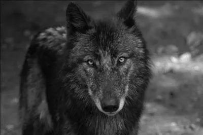 Je suis humain le jour et loup la nuit. Je suis...