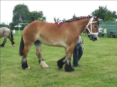 Quelles sont les parties principales du cheval ?