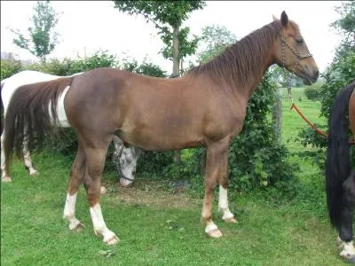 Quand on monte à cheval sans selle, sans tapis sans sangle, ça s'appelle : "monter..."