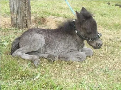 Quelle est la race d'un poney de trait qui peut être : noir, gris et blanc ?