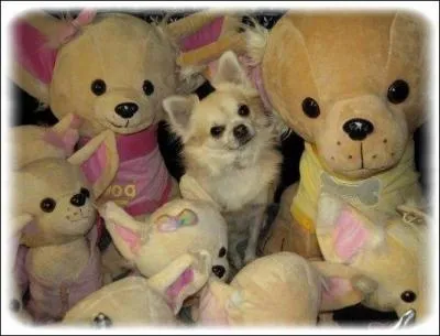 Comptez les peluches dont on voit les deux yeux !